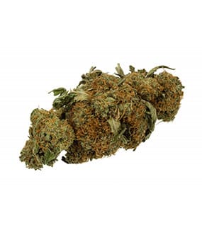 Cannabis