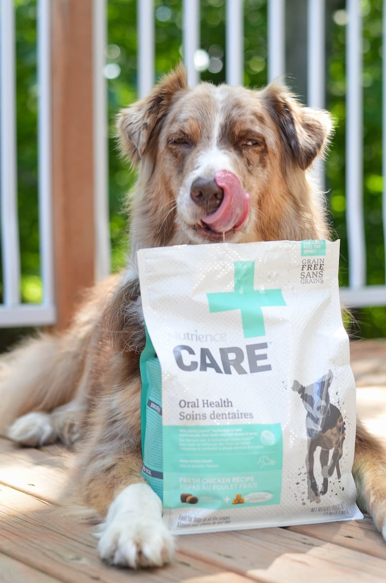 dog food